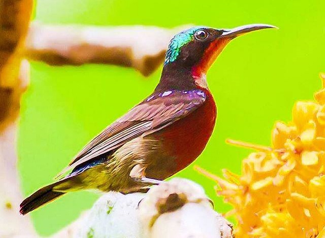 Chim Hút mật 7 màu ăn gì?