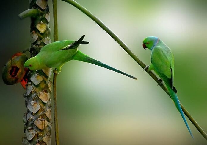 Giới thiệu sơ qua về vẹt Ringneck