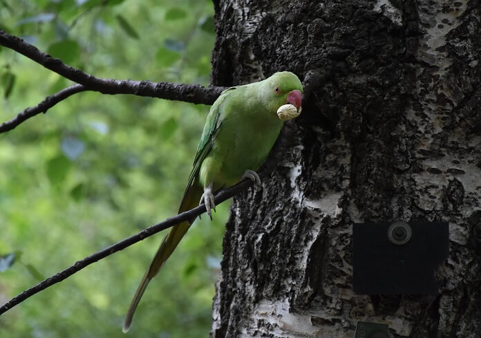 Giá vẹt Ringneck bao nhiêu tiền?