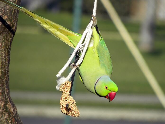 Vẹt Ringneck ăn gì?