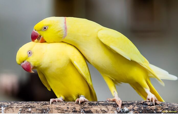 Giới thiệu sơ qua về vẹt Ringneck