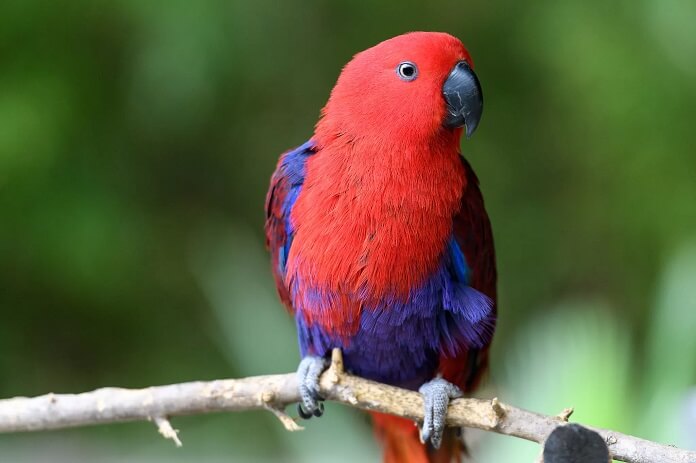 Vẹt Eclectus giá bao nhiêu?
