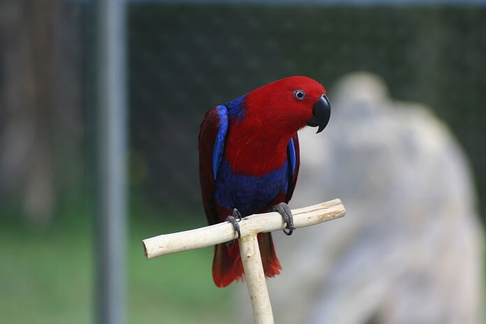 Kinh nghiệm nuôi Eclectus hiệu quả nhất