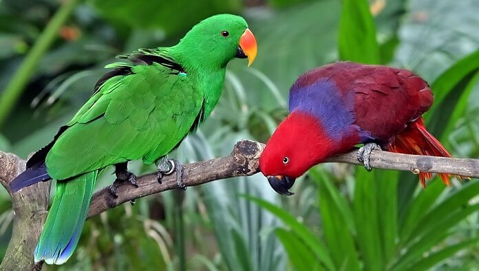 Giới thiệu về vẹt Eclectus