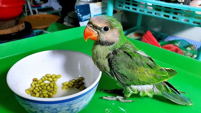 Vẹt Ngực Hồng ăn gì?