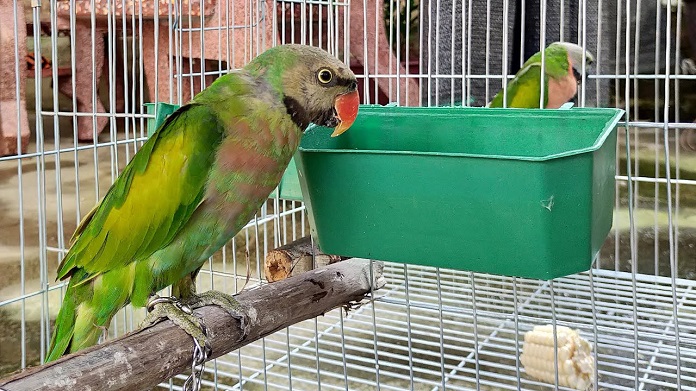 Cách chăm sóc vẹt Ngực Hồng non hiệu quả nhất