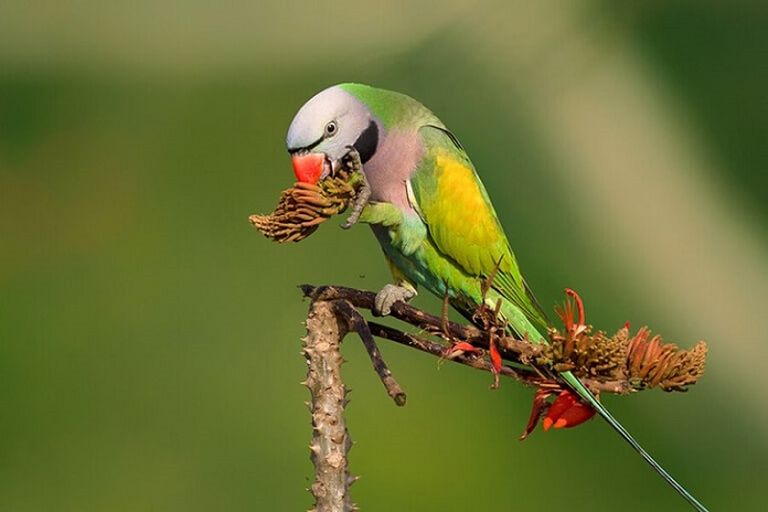 Giới thiệu về loài vẹt Ngực Hồng