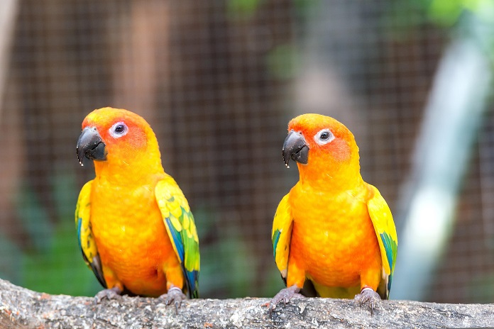 Giới thiệu về loài vẹt Sun Conure
