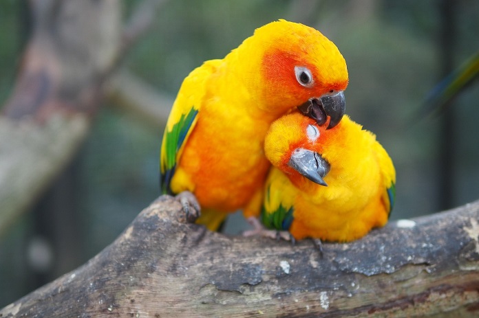 Cách nuôi vẹt Sun Conure non, trưởng thành hiệu quả