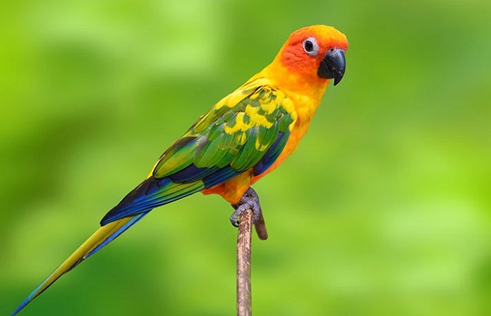 Địa chỉ bán vẹt Sun Conure non, trưởng thành uy tín, giá tốt