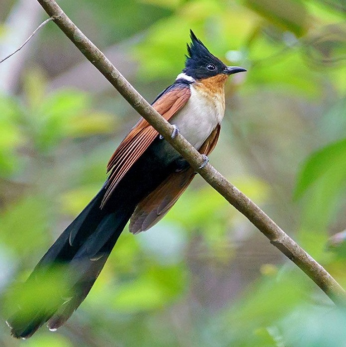 Chim Khát Nước ăn gì?