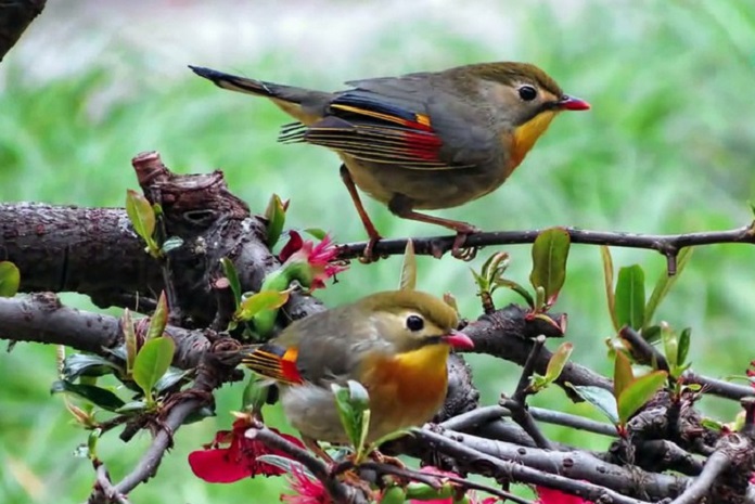 Phân biệt chim Kim Oanh Mỏ Đỏ trống mái thế nào?