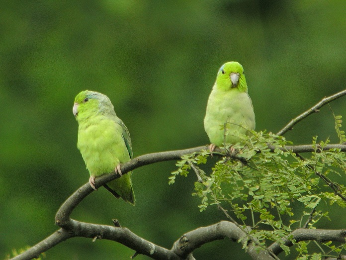 Tập tính và hành vi của vẹt Parrotlet