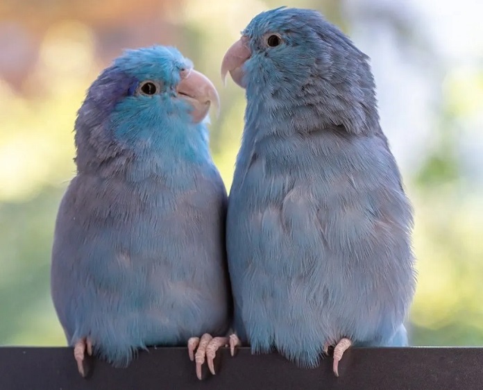 Giá vẹt Parrotlet bao nhiêu?