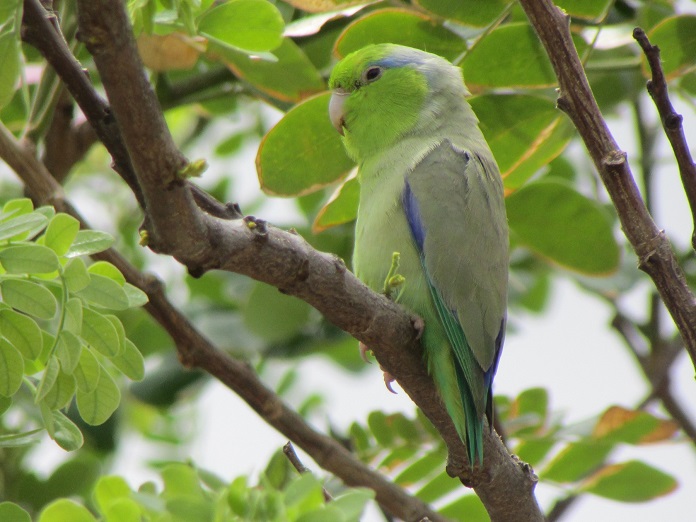 Vẹt Parrotlet nói được không?