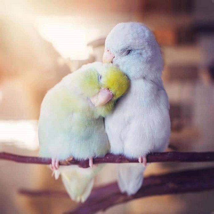 Cách nuôi vẹt Parrotlet hiệu quả nhất