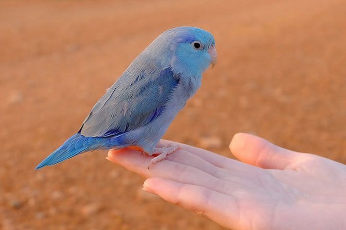 Vẹt Parrotlet ăn gì?