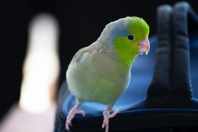 Vẹt Parrotlet sinh sản như thế nào?