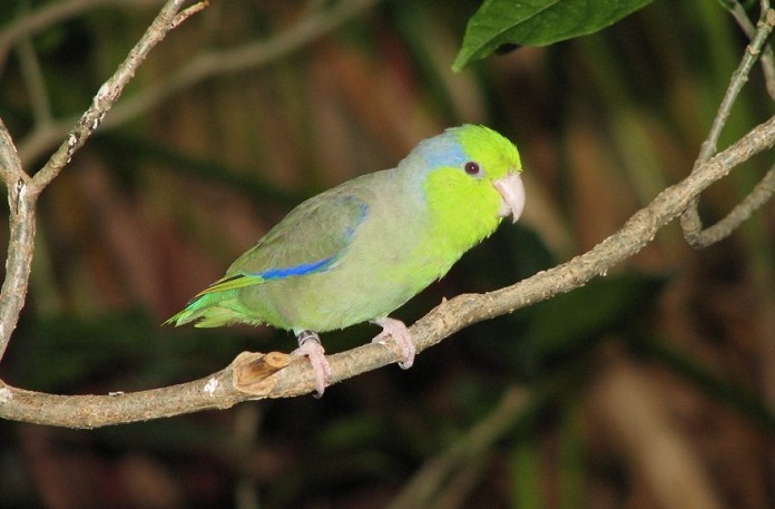 Nguồn gốc và ngoại hình của vẹt Parrotlet