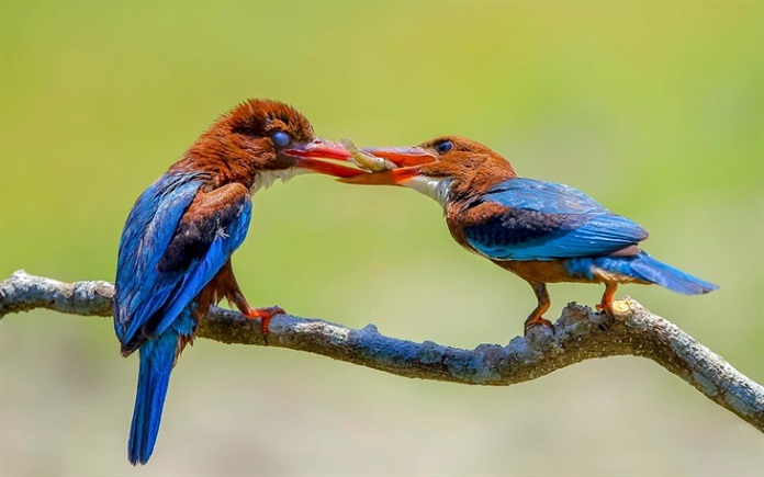 Sả đầu nâu sinh sản thế nào?