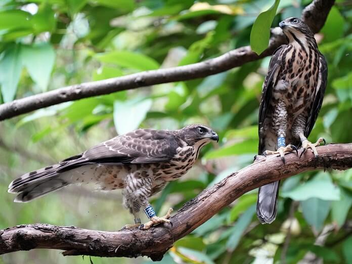 Chim Ưng Ấn là chim gì? Giá bao nhiêu? Huấn luyện ra sao?