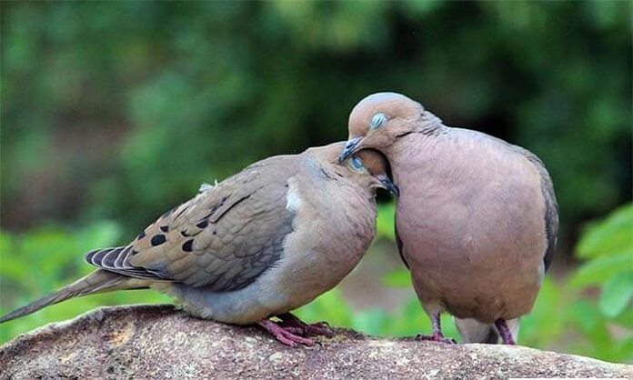 Giá chim Cu đất bao nhiêu tiền? Ăn gì? Nuôi thế nào?