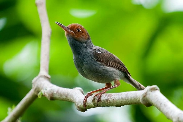 Giá chim Sâu đầu đỏ bao nhiêu? Ăn gì? Nuôi như thế nào?