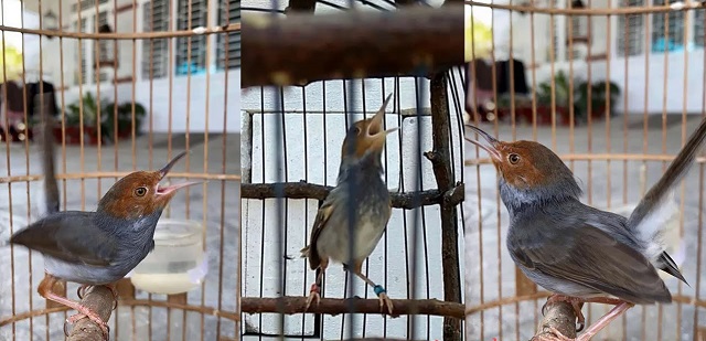 Giá chim Sâu đầu đỏ bao nhiêu? Ăn gì? Nuôi như thế nào?
