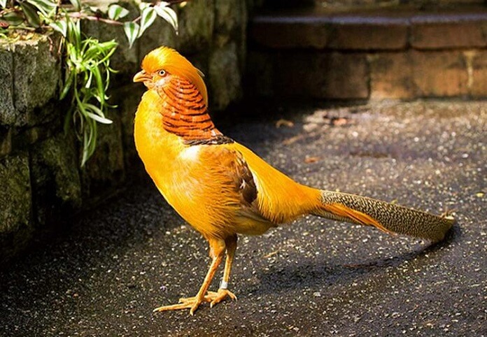 Top 10 loài chim màu vàng nổi bật và được yêu thích nhất