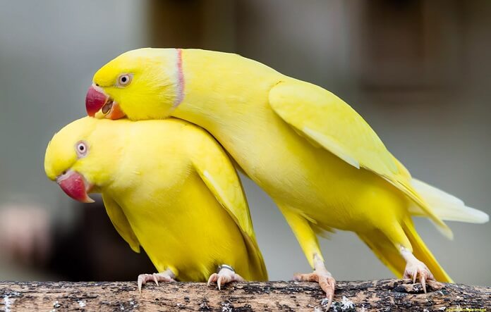 Top 10 loài chim màu vàng nổi bật và được yêu thích nhất
