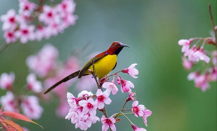 Top 10 loài chim màu vàng nổi bật và được yêu thích nhất