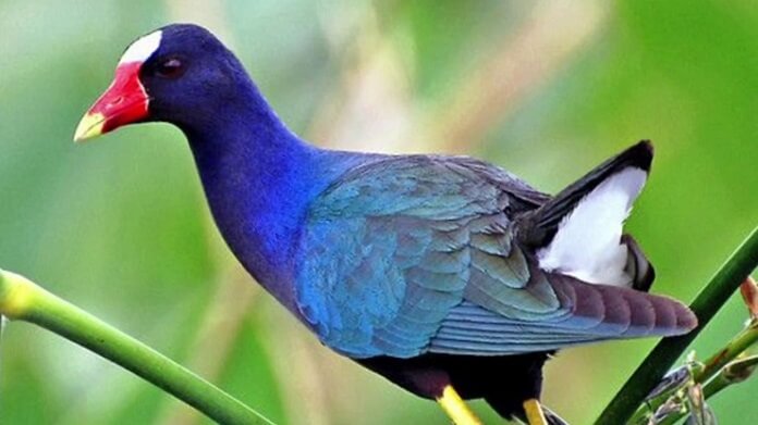 Top 10 loài chim mỏ đỏ độc đáo và sặc sỡ hiện nay
