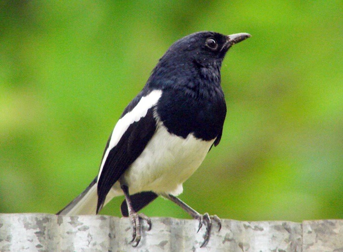 Danh sách các loài chim nuôi chung trong Aviary phổ biến