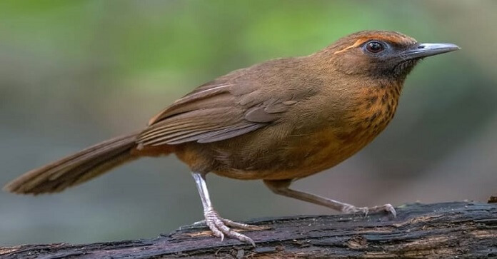 Danh sách các loài chim nuôi chung trong Aviary phổ biến