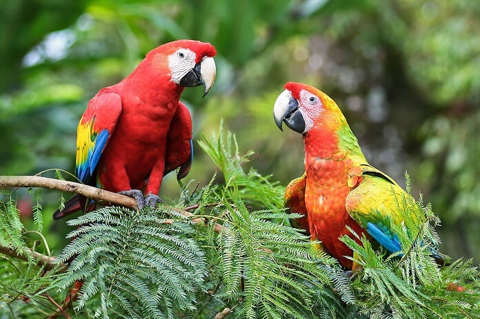 Danh sách các loài chim nuôi chung trong Aviary phổ biến