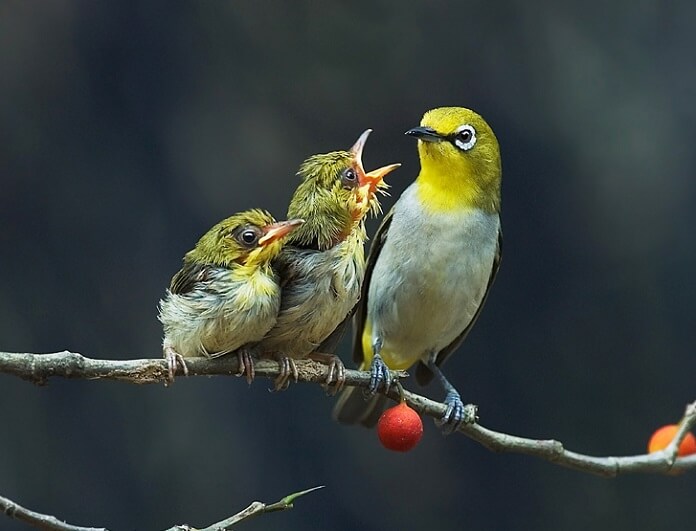 Danh sách các loài chim nuôi chung trong Aviary phổ biến