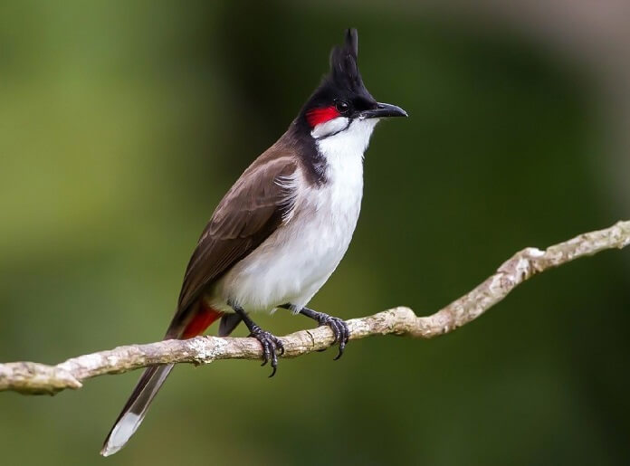 Danh sách các loài chim nuôi chung trong Aviary phổ biến