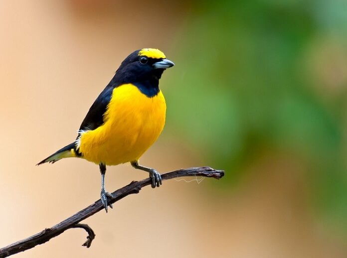 Danh sách các loài chim nuôi chung trong Aviary phổ biến