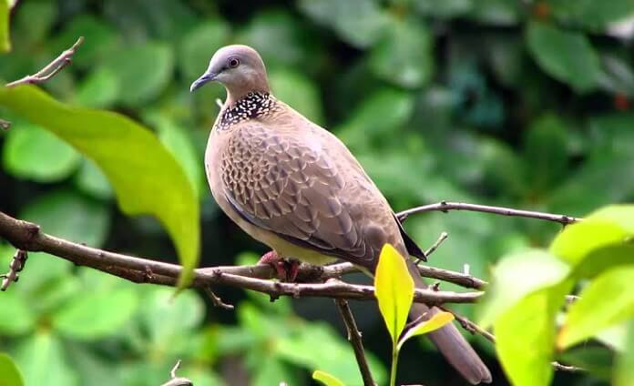 Danh sách các loài chim nuôi chung trong Aviary phổ biến