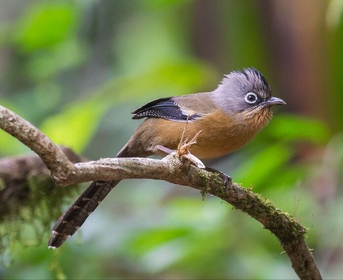 Danh sách các loài chim nuôi chung trong Aviary phổ biến