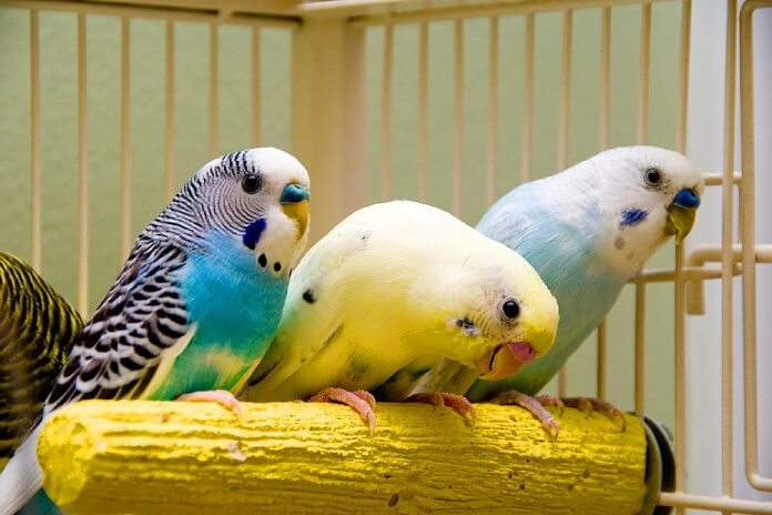 Tổng hợp các loài Vẹt phổ biến ở nước ta và thế giới hiện nay