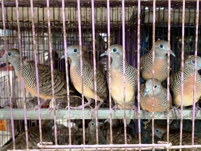 Chim Cu Vằn sống ở đâu? Ăn gì? Có biết gáy không?