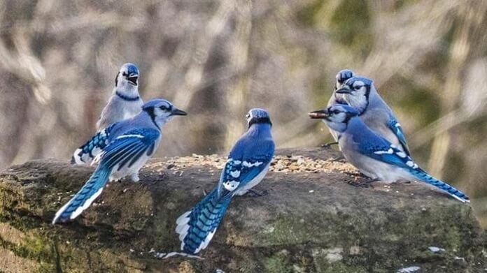 Chim Giẻ cùi lam ăn gì? Có mấy loại? Sống ở đâu?