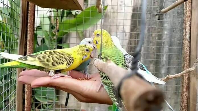Chim Yến Phụng ăn gì? Giá bao nhiêu? Phân biệt trống mái ra sao?