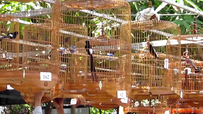 Giá chim Chích Choè lửa bao nhiêu? Ăn gì? Nuôi thế nào?