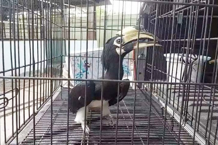 Chim Cao Cát ăn gì? Có gì nổi bật? Giá bao nhiêu?