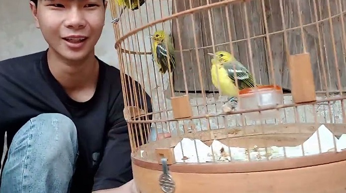 Chim Huýt Cô ăn gì? Sống ở đâu? Nuôi thế nào hiệu quả?