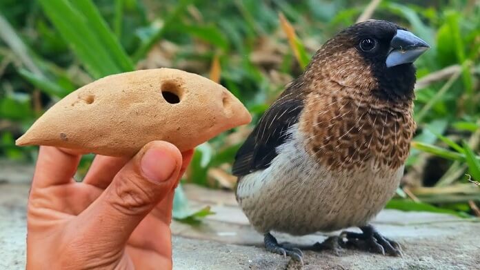 Chim Ri ăn gì? Sống ở đâu? Sinh sản ra sao?