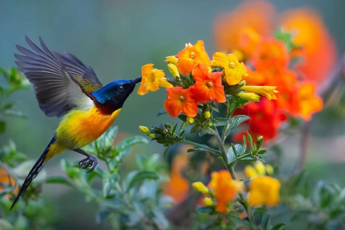 Chim hút mật Nepal sống ở đâu? Nuôi như thế nào?