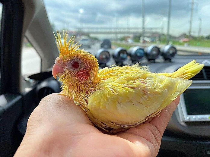 Vẹt Cockatiel giá bao nhiêu? Ăn gì? Có nói được không?